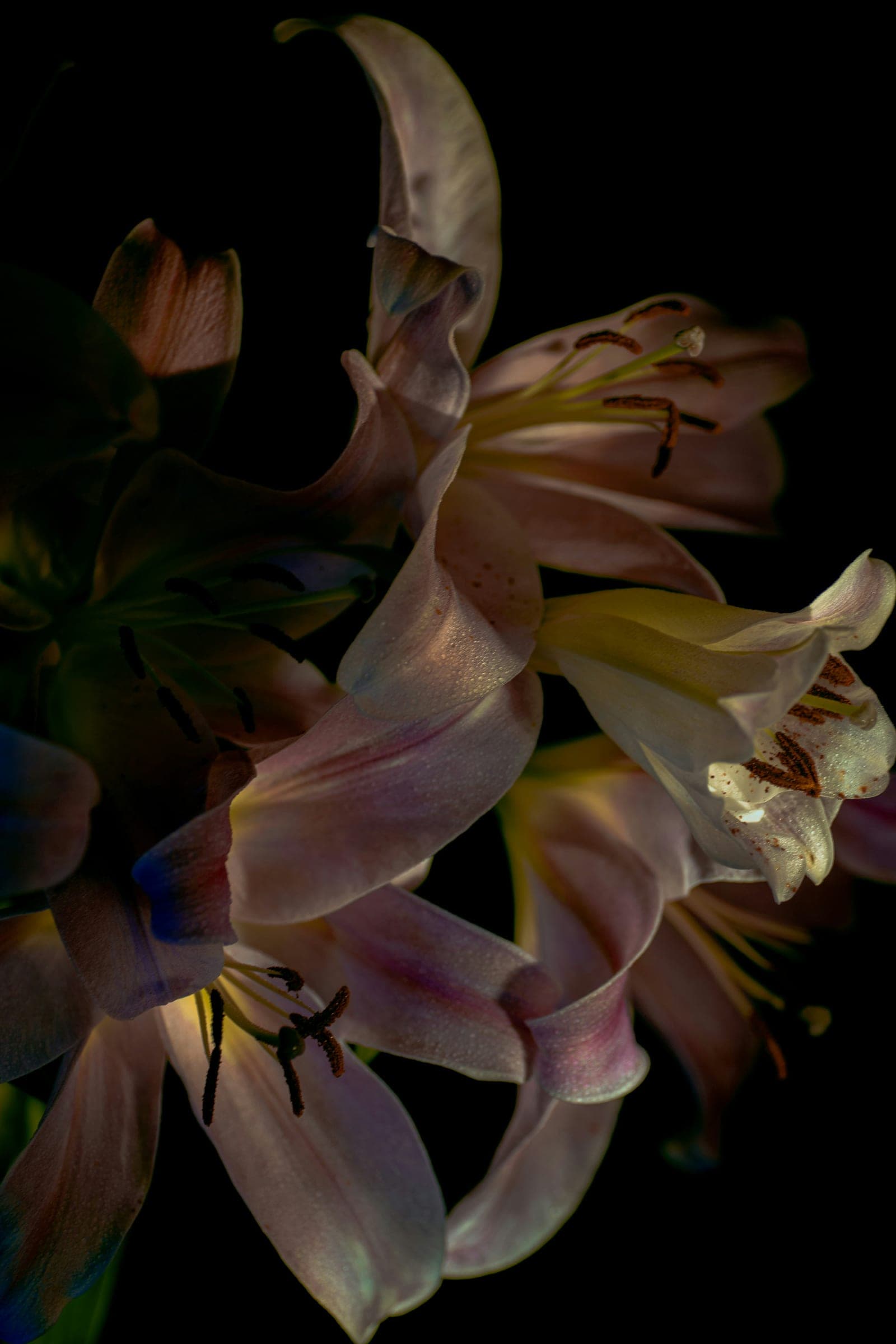 Pale lilies opening against a black background