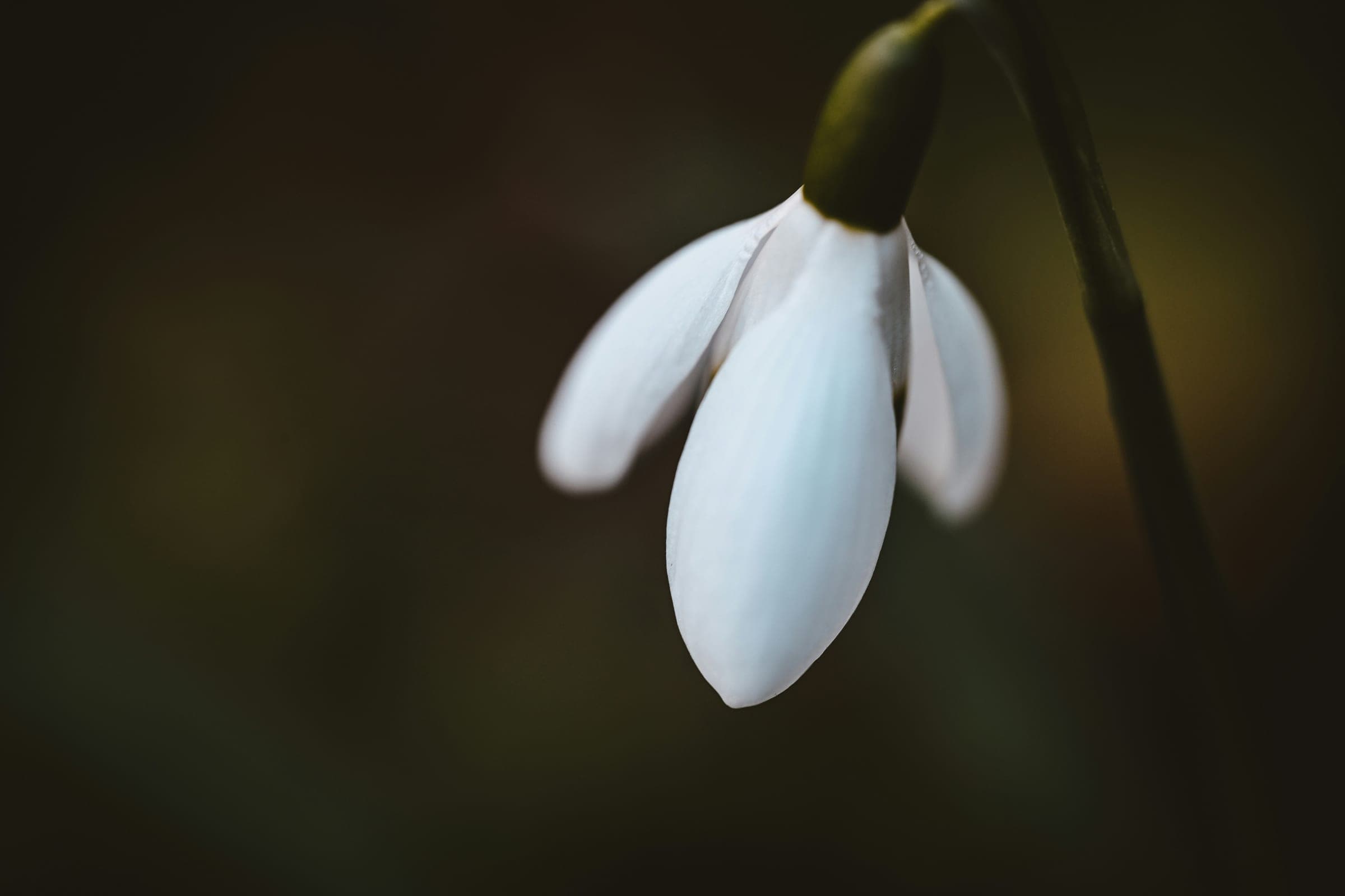 A single white snowdrop against soft dark foliage